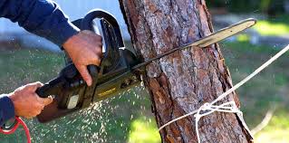 How Our Tree Care Process Works  in  North Tustin, CA