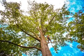 Best Tree Preservation Services  in North Tustin, CA