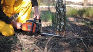 Best Tree Risk Assessment  in North Tustin, CA