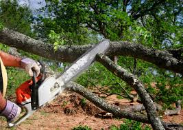 Trusted North Tustin, CA Tree Care Experts