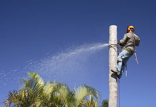 Best Emergency Tree Removal  in North Tustin, CA