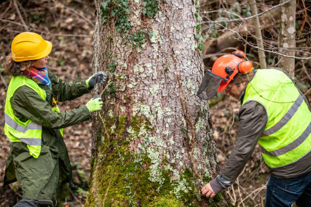 Best Tree Maintenance Programs  in North Tustin, CA