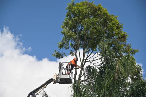 Best Utility Line Clearance  in North Tustin, CA