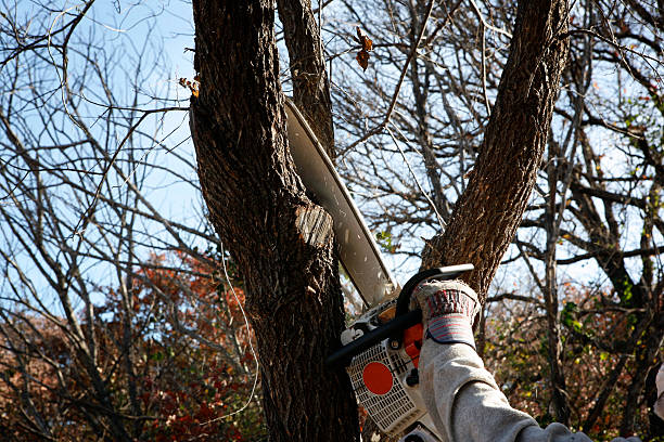 Best Seasonal Cleanup (Spring/Fall)  in North Tustin, CA
