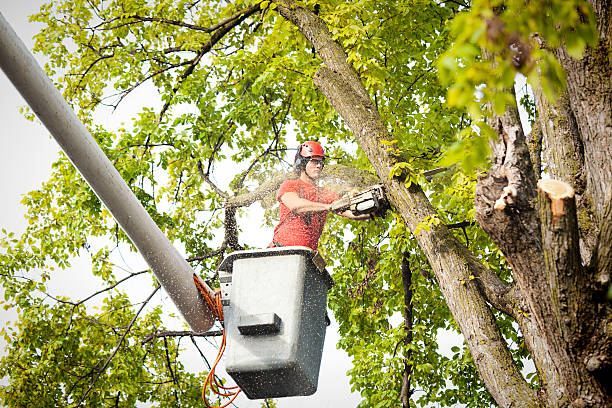  North Tustin, CA Tree Care Pros