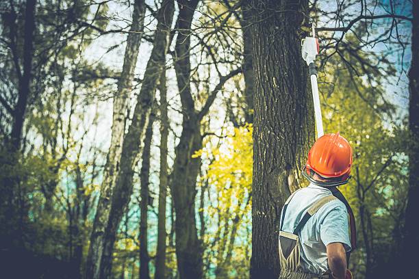 Best Hazardous Tree Removal  in North Tustin, CA