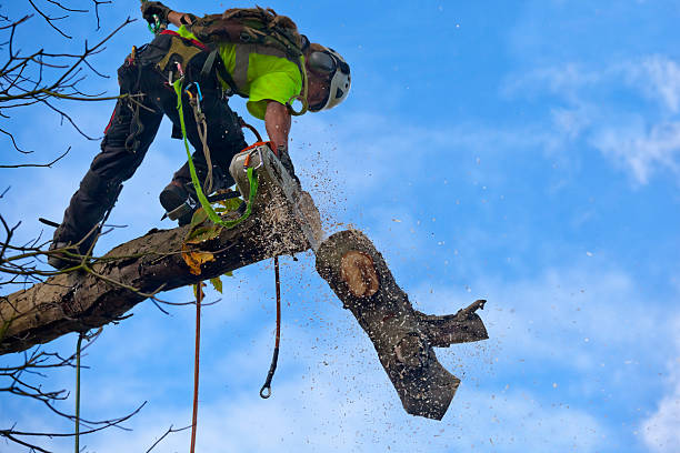 Best Tree Mulching  in North Tustin, CA