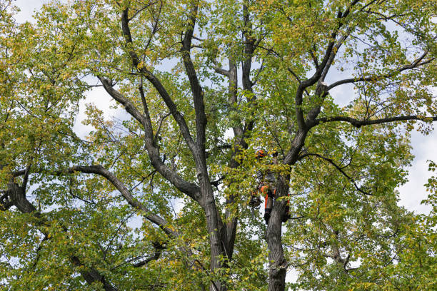Best Storm Damage Tree Cleanup  in North Tustin, CA